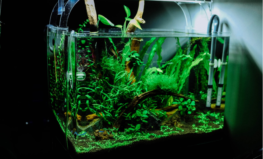 Best CO2 System for Planted Aquariums